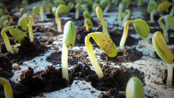 Soybeans