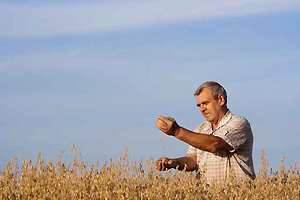 oats