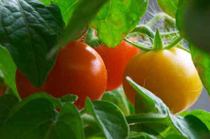 tomato
