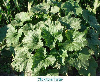 zuchinni plant